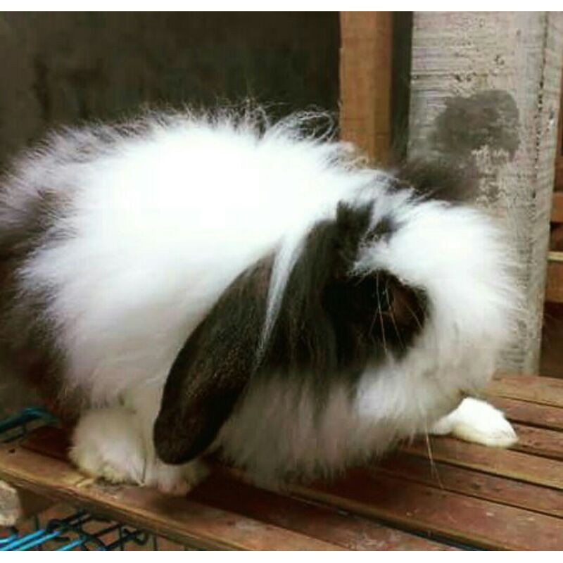 Indukan fuzzy lop MURMER