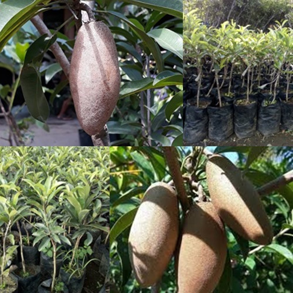 Bibit Buah Sawo Mentimun
