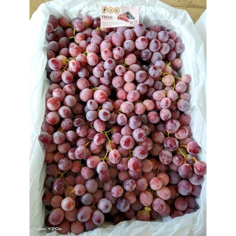 

Anggur Red Globe Australia
