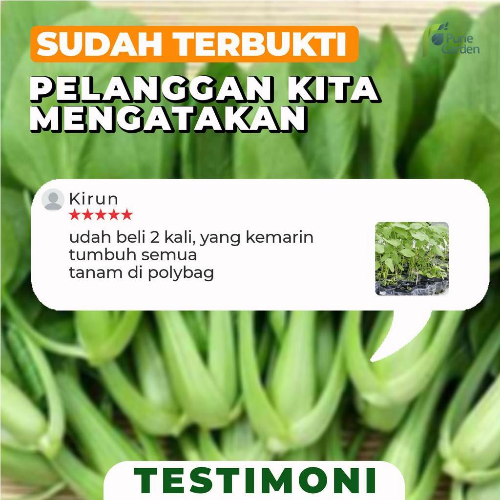 Benih Bibit Biji Unggul Bayam Hijau 25gr PG KDR