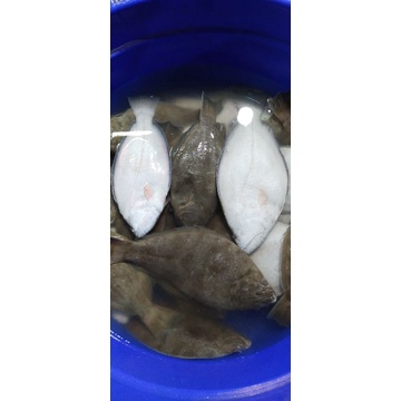 

Ikan Sebelah Segar 1kg