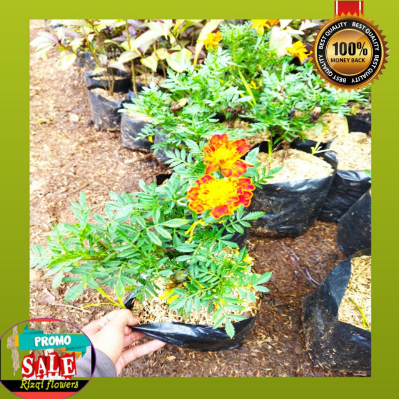 Tanaman hias bunga hidup krisan premium