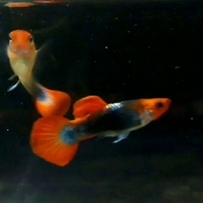 ikan hias Guppy tuxedo koi