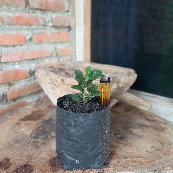 Bibit Tanaman Beringin Compacta