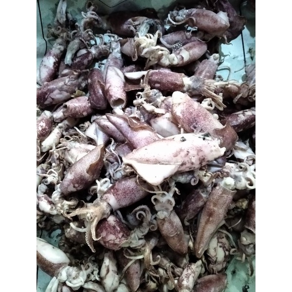 

Cumi Asin/Cumi Asin Basah/500gr/Jakarta