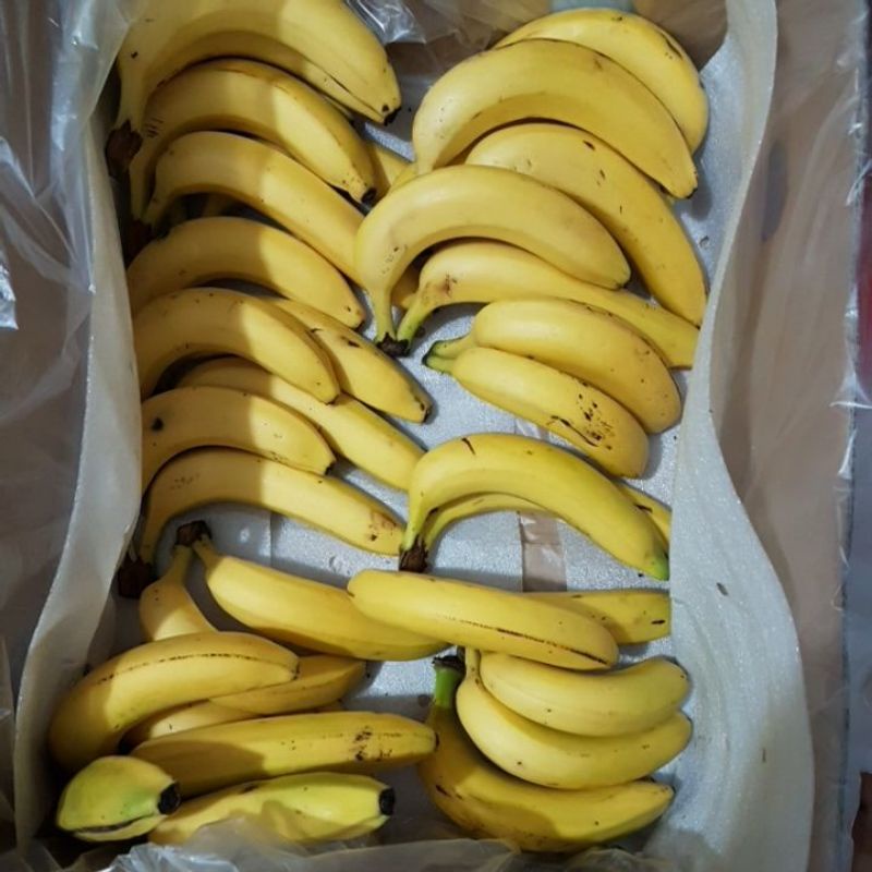 

pisang cavendish sunpride