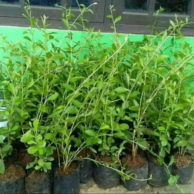 tanaman rambat Lee Kuannyu perbatang