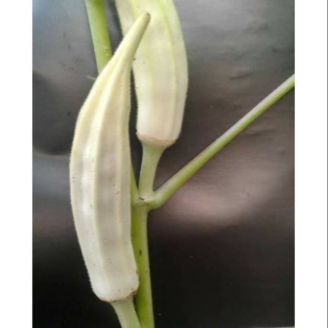 Benih sayuran okra putih