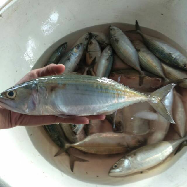 

Ikan kembung banjar Fresh