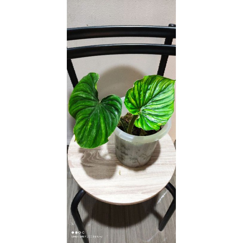 Philodendron Plowmani