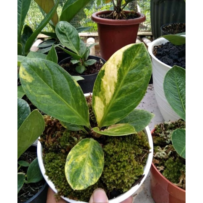 jemani mangkok tornado varigata