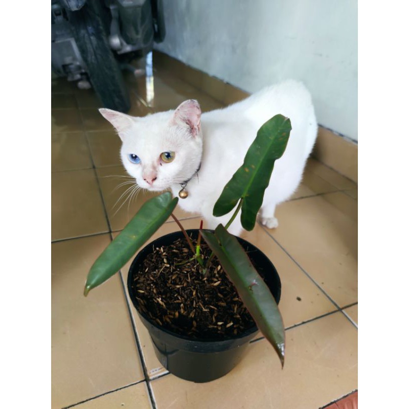 Philodendron Atabapoense