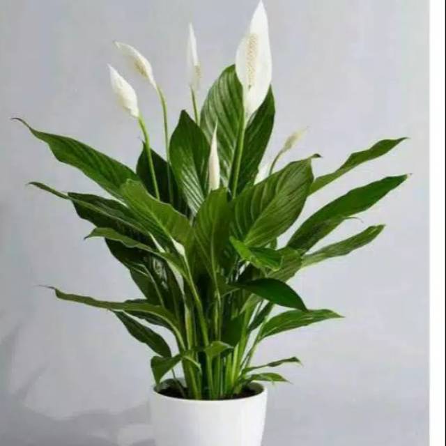 Tanaman peyerap racun peace lily spatuflillum sudah berbunga