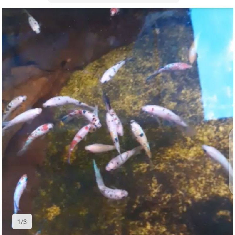 

ikan cupang betina koi nemo