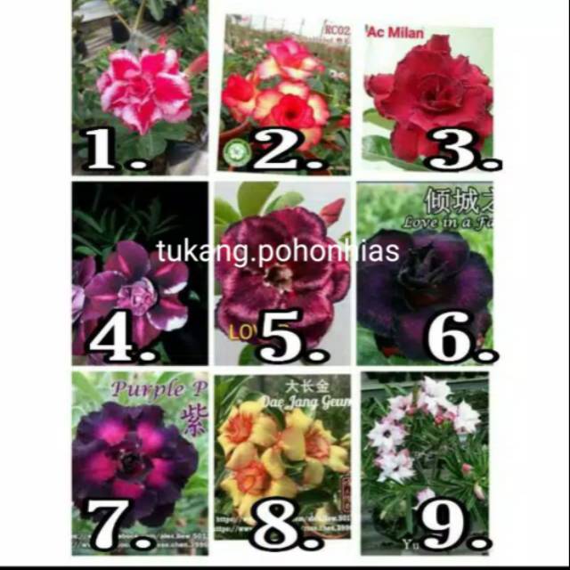 Paket 5 tanaman hias adenium bunga tumpuk ( Kamboja Jepang )-0
