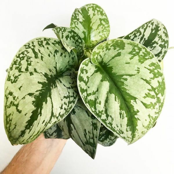 tanaman hias scindapsus pictus