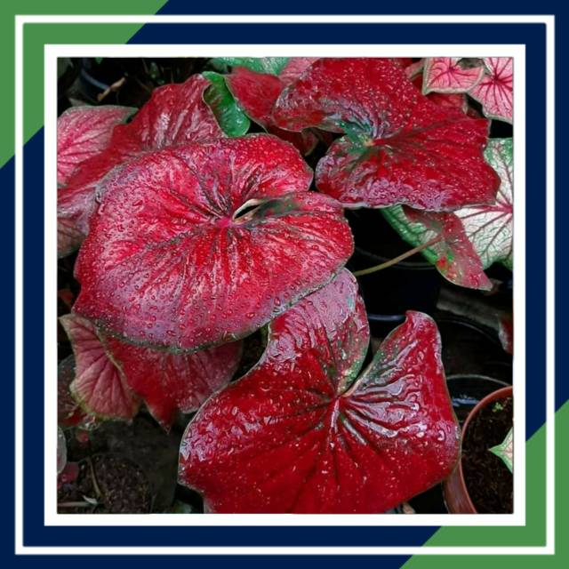 Bisa Cod Red Stardust Caladium Keladi Tanaman Hias Caladium Keladi Shopee Indonesia