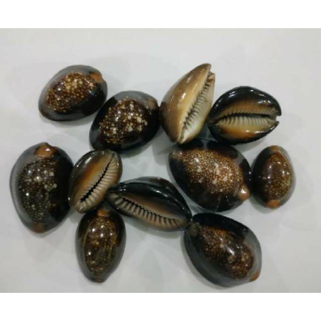 Kewuk Kerang Hitam / Kuwuk Hitam 500 gram