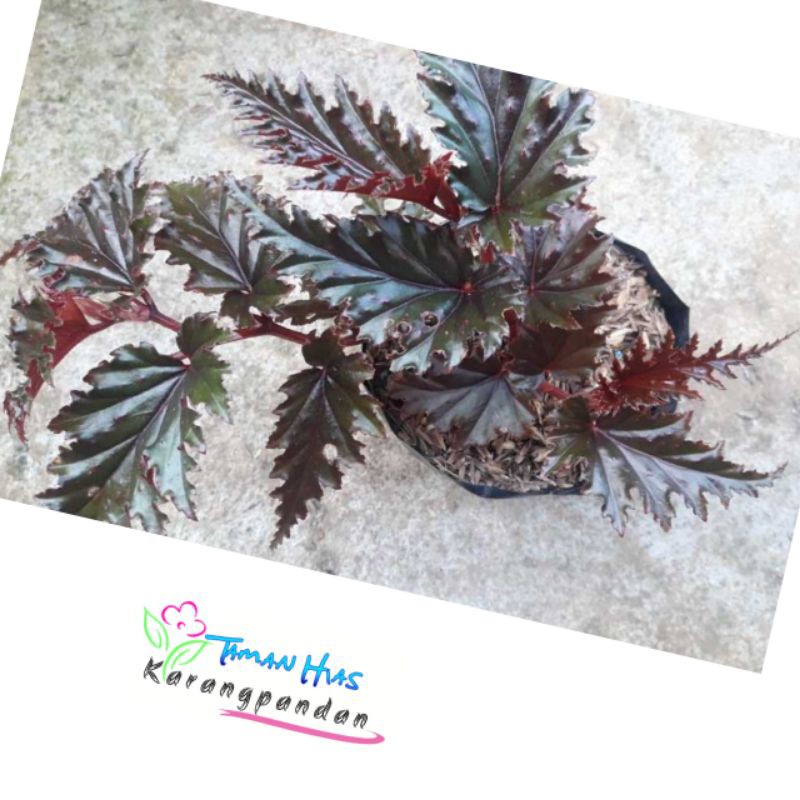 Begonia Spider Gryphon (Tanaman Hias)