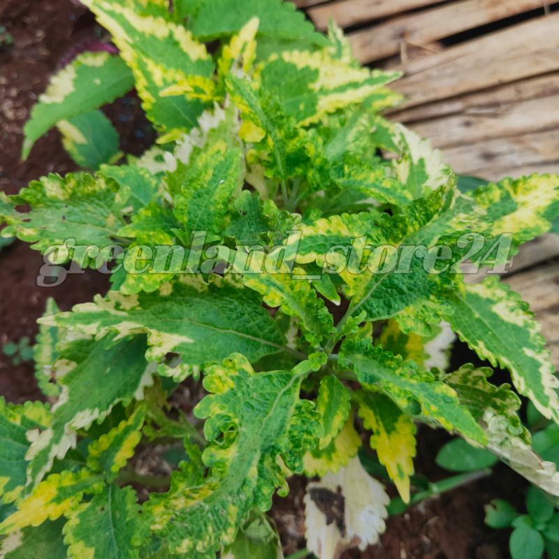 tanaman hias miana - tanaman hias miana kuning hijau - miana kuning hijau - miana hias - coleus