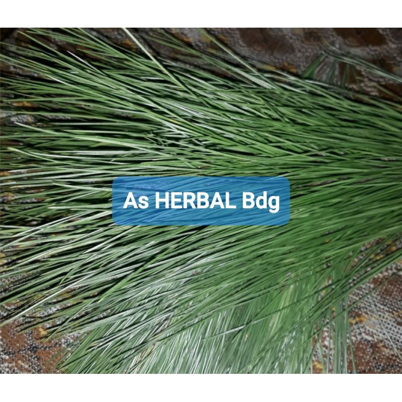 

Jual daun pinus segar 500 gram petik langsung-az