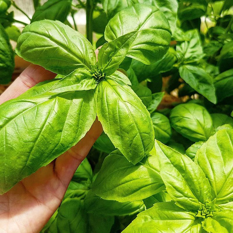 10 Biji - Benih Basil GENOVESE, kemangi basil import