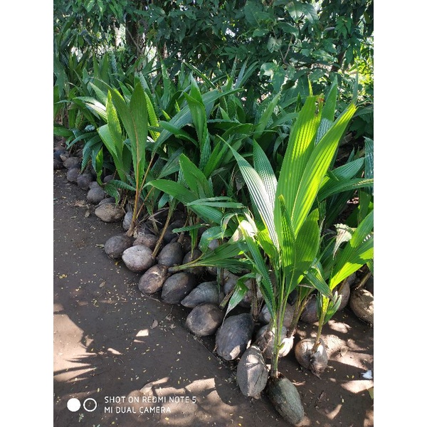 Bibit kelapa wulung / kelapa hijau wulung / kelapa ijo original