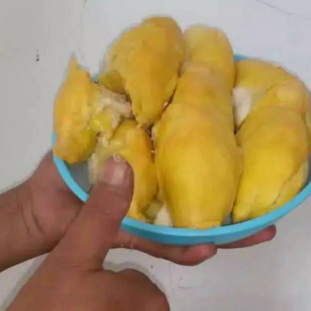 BIBIT DURIAN MUSANG KING.