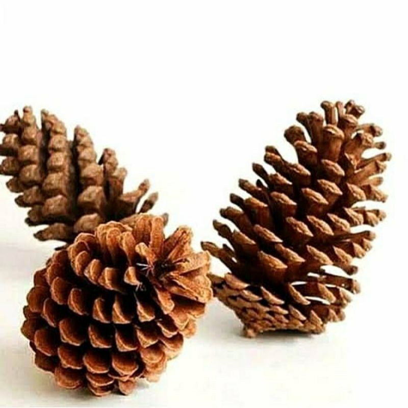 Jual buah pinus kering | Shopee Indonesia