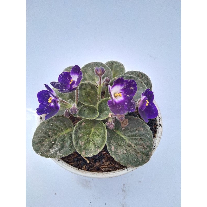 violces ungu putih African violet