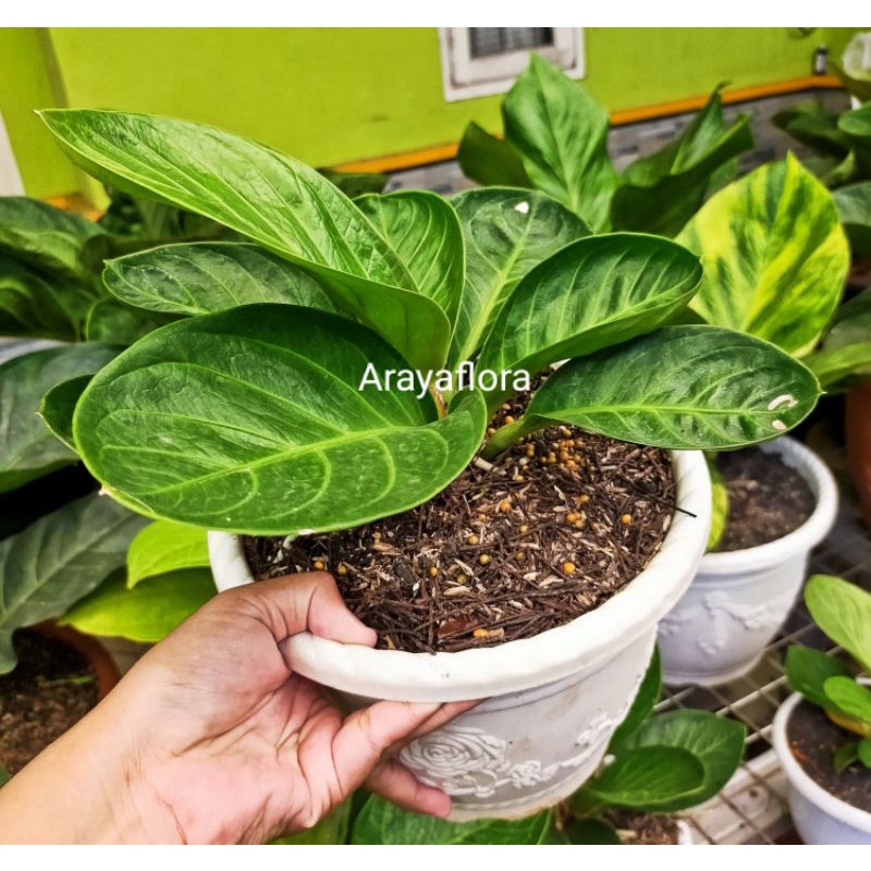 Anthurium Jemani Mangkok Kaisar