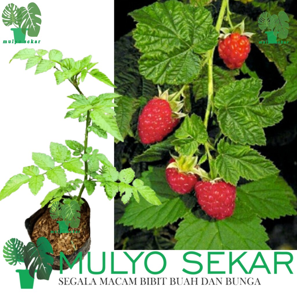 Bibit Tanaman Buah Raspberry Merah Rimbun Tanaman Berry