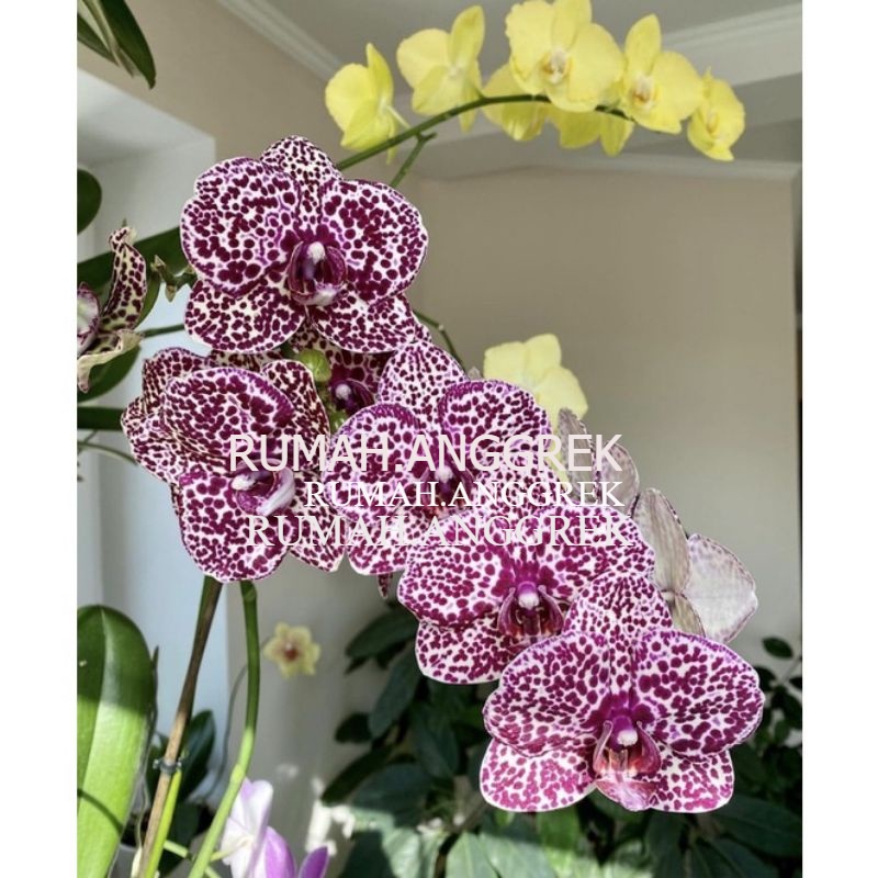 Seedling anggrek dendrobium / Bunga Anggrek hidup/ Tanaman Hias Hidup /Bunga Hias Asli/ Bunga gantun