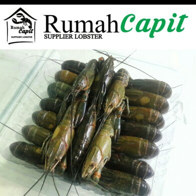 

Lobster Air Tawar Frozen, Small, per1kg
