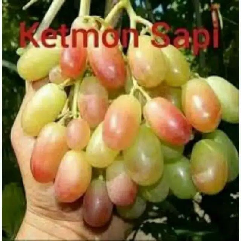 

bibit anggur ketmon sapi import