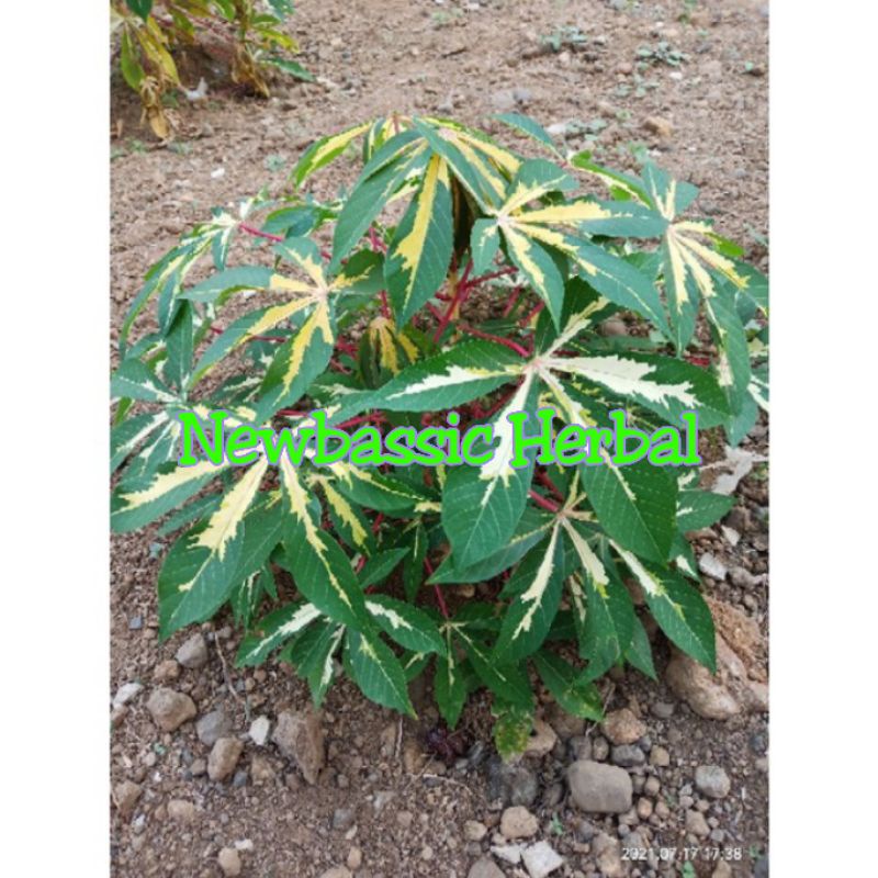 singkong varigata singkong kuning paket hemat 1kg