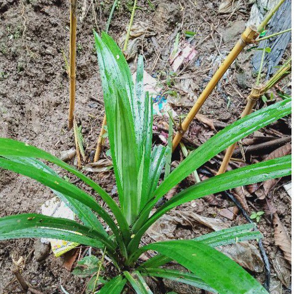 Daun Pandan  Daun Harum dan Wangi  25 Tangkai
