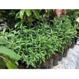 Tanaman Hias Cemara Embun Shopee Indonesia Tanaman Hias Cemara Embun Shopee Indonesia