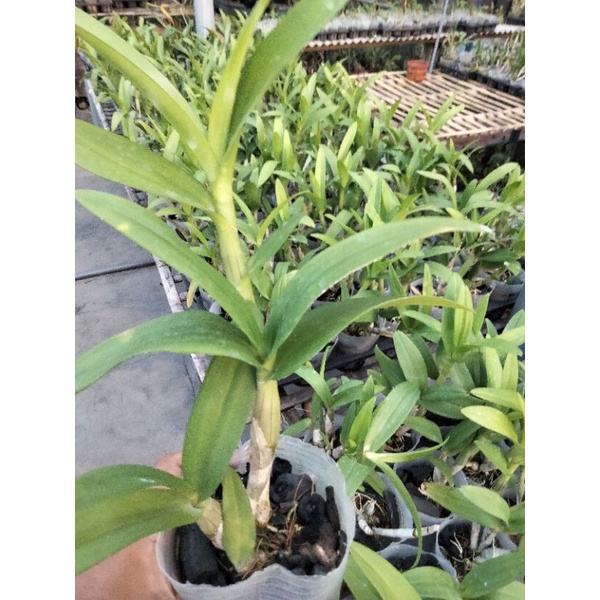 grosir anggrek dendrobium dewasa ber id