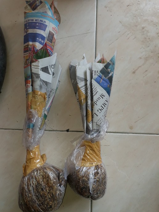 Paket Aglonema 9 Jenis