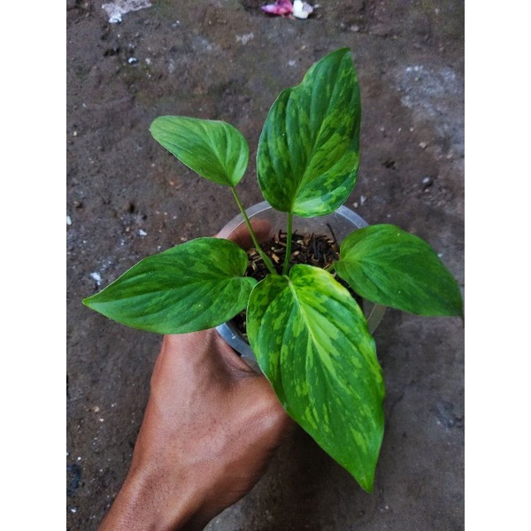 homalomena variegata