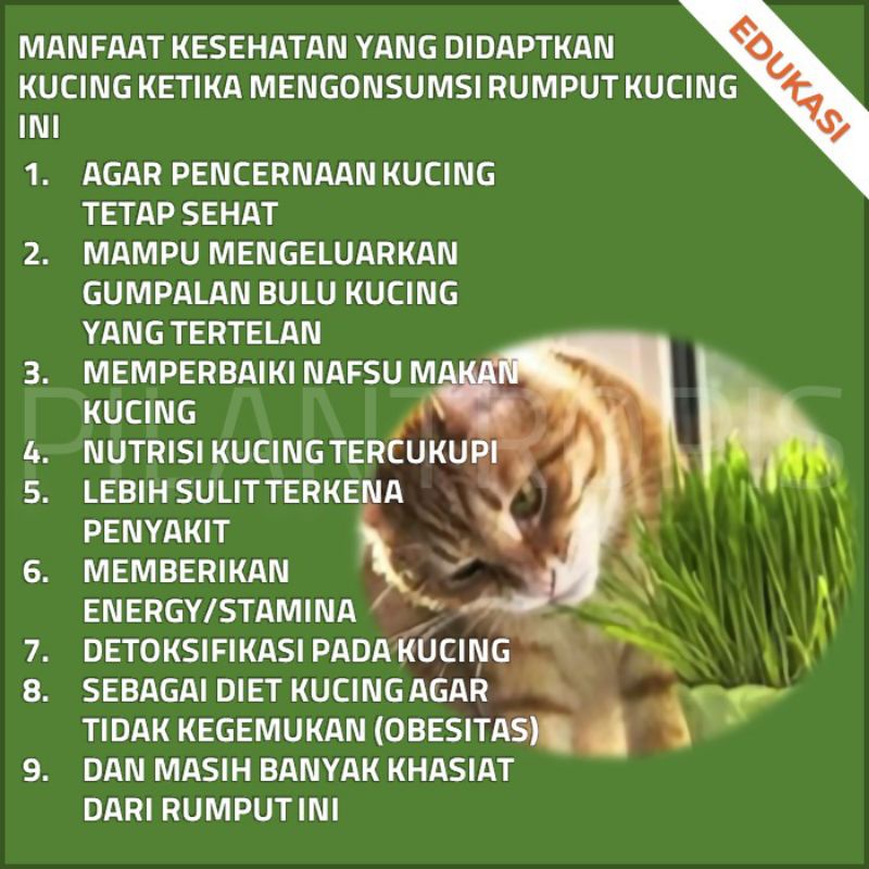 BENIH RUMPUT GANDUM 250 GRAM WHEAT GRASS SEED