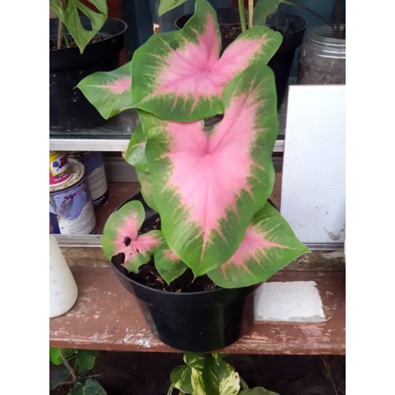 

Keladi Valentine