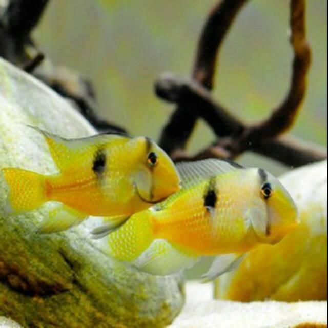 Guianacara Geayi Bandit Cichlid 