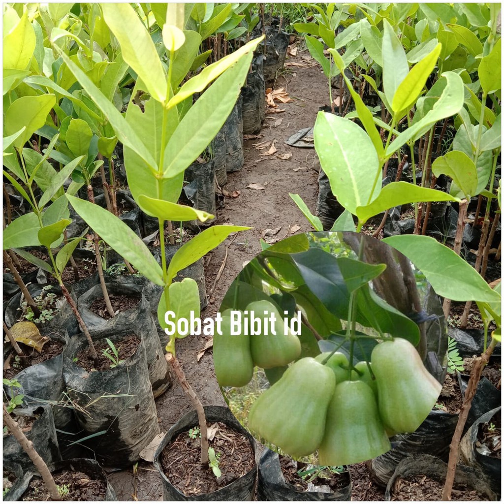 

Jambu Madu Deli Hijau Asli