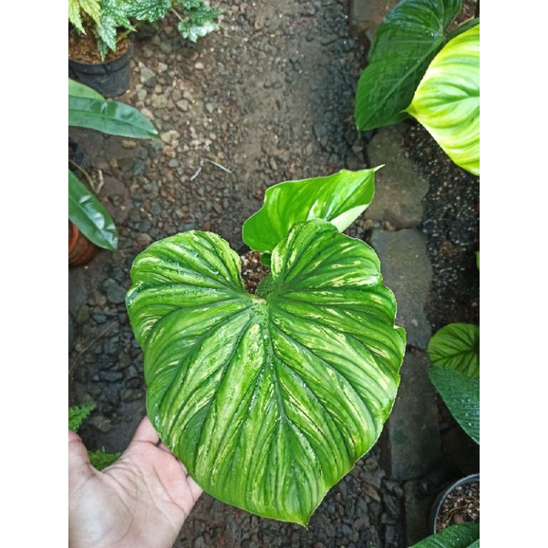 Philodendron Plowmanii