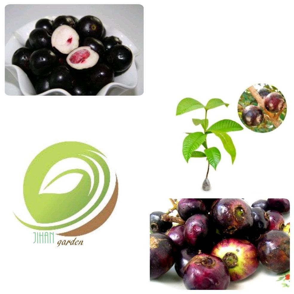 Bibit Buah Bibit Tanaman Buah Kupa-Pohon Kupa-Gowok-Langka Berkhasiat Untuk Obat Herbal Dm2018