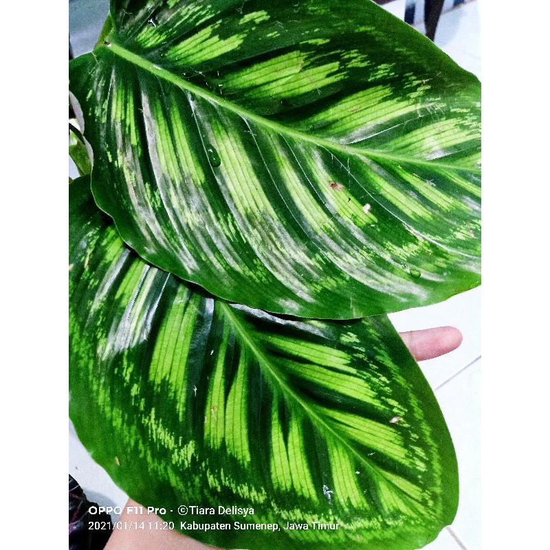 Calathea flame star, flamestar