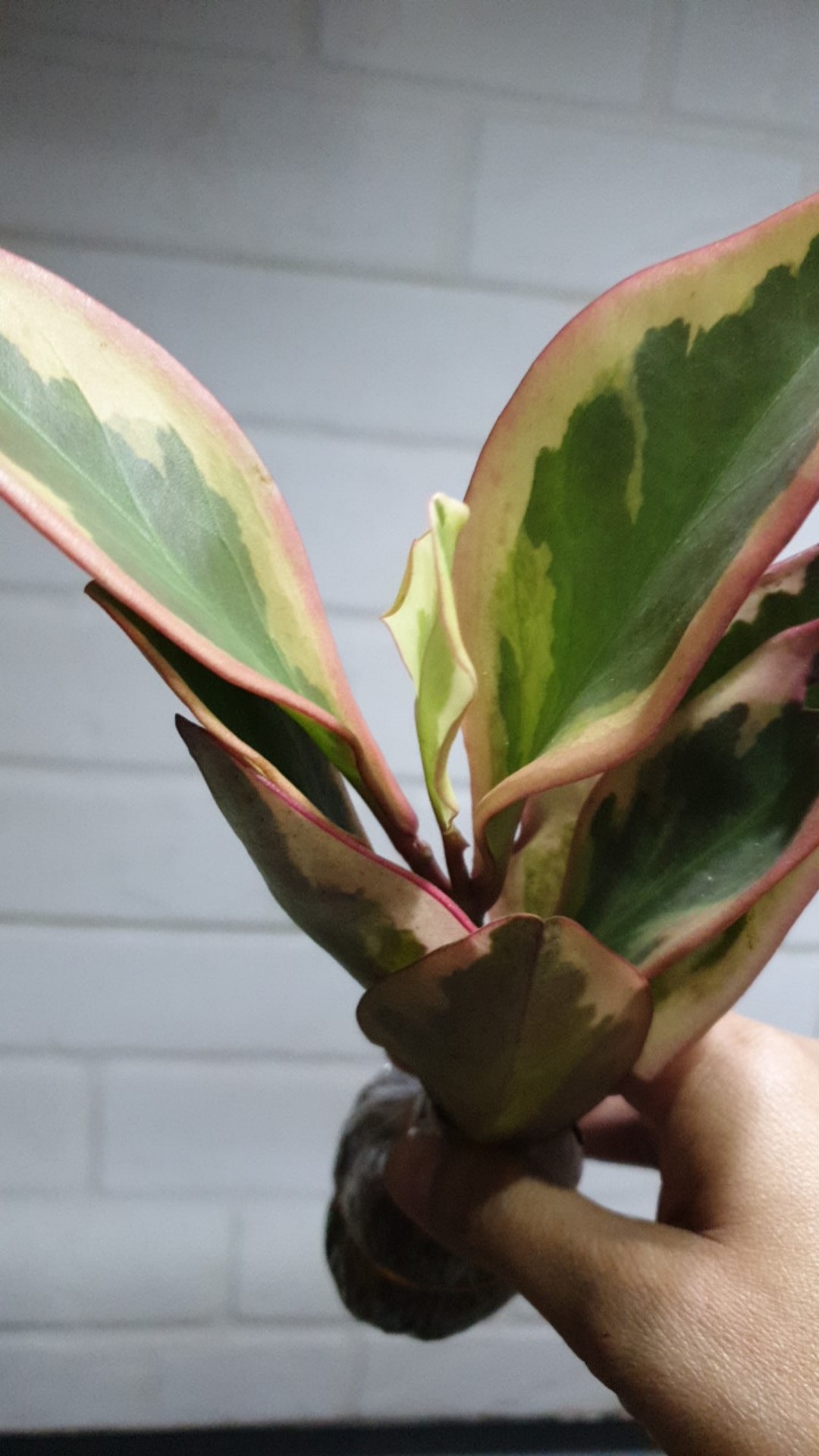 Tanaman Hias Peplan Merah/peperomia Clusiifolia Rainbow