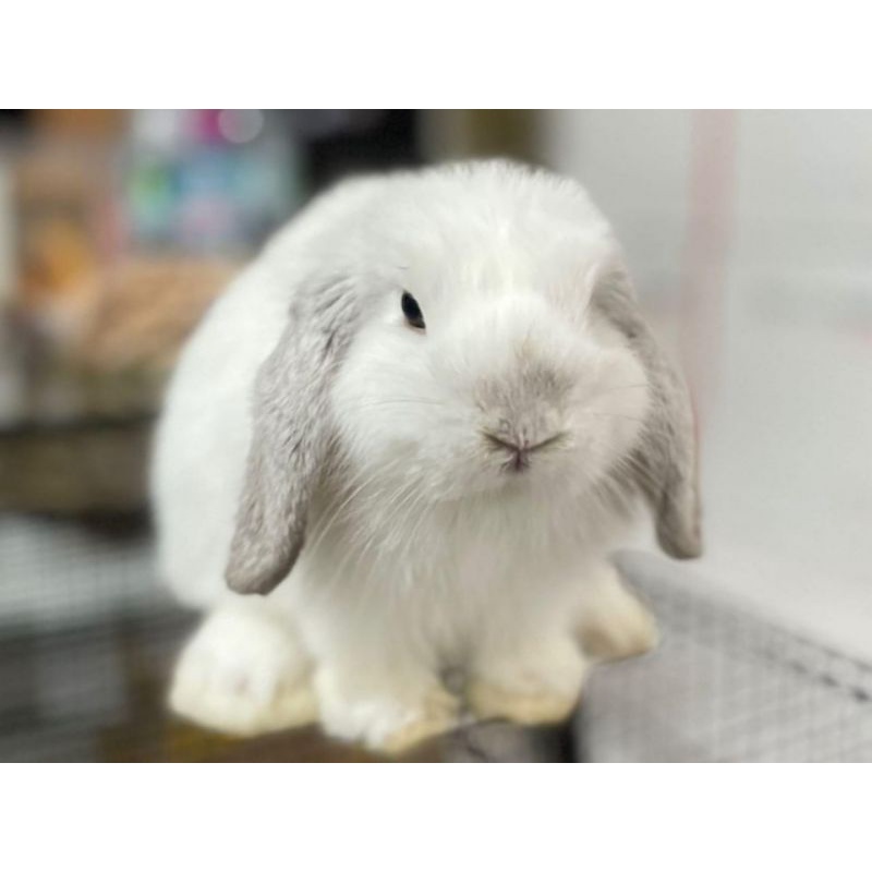 Kelinci HOLLAND LOP FROSTY